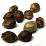 Семена марихуаны АК-47  (Seeds AK-47) в Кинешме